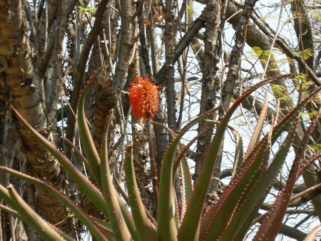 Aloe rupestris (2)